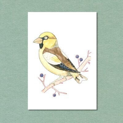 Hawfinch Songbird Postcard