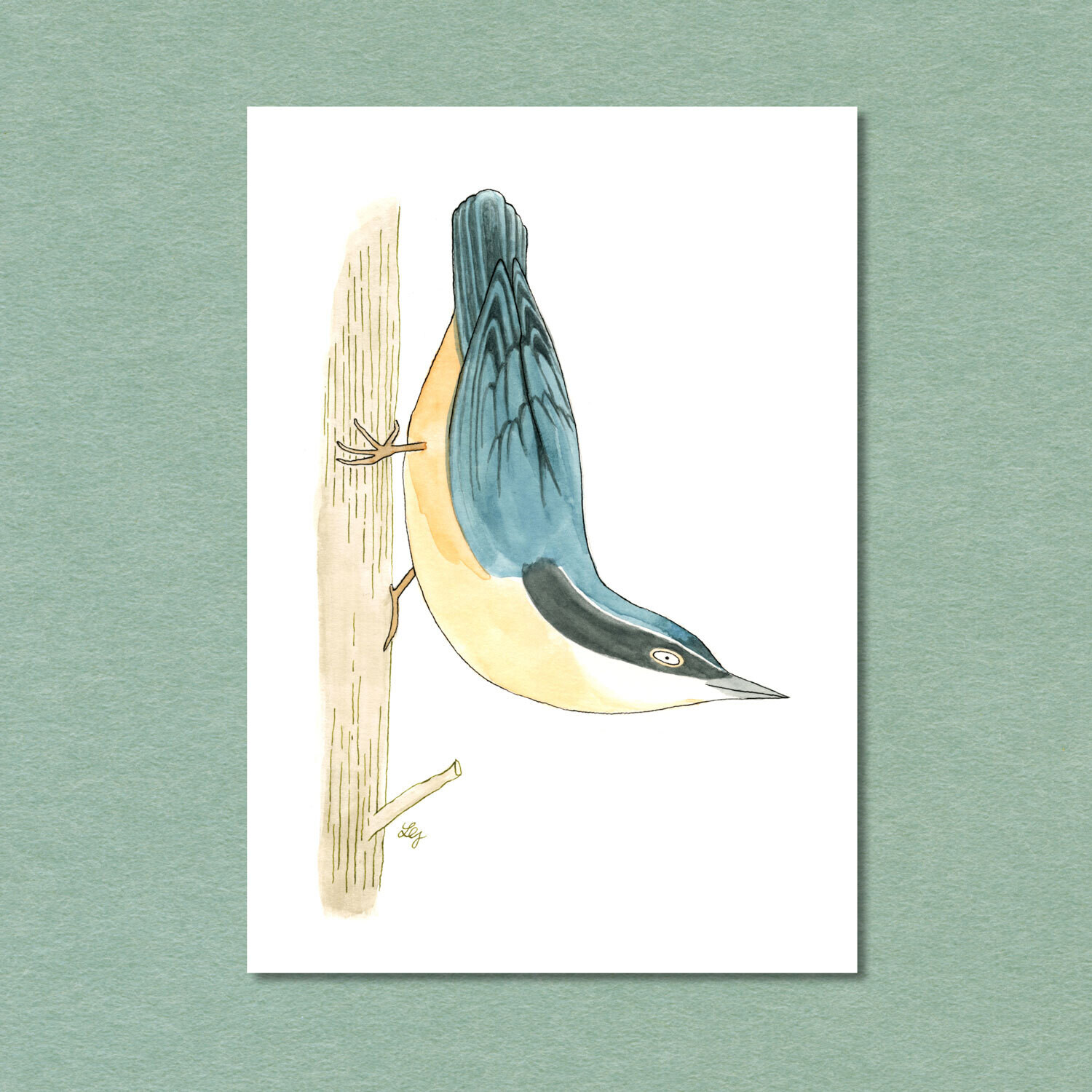 Nuthatch Songbird Postcard