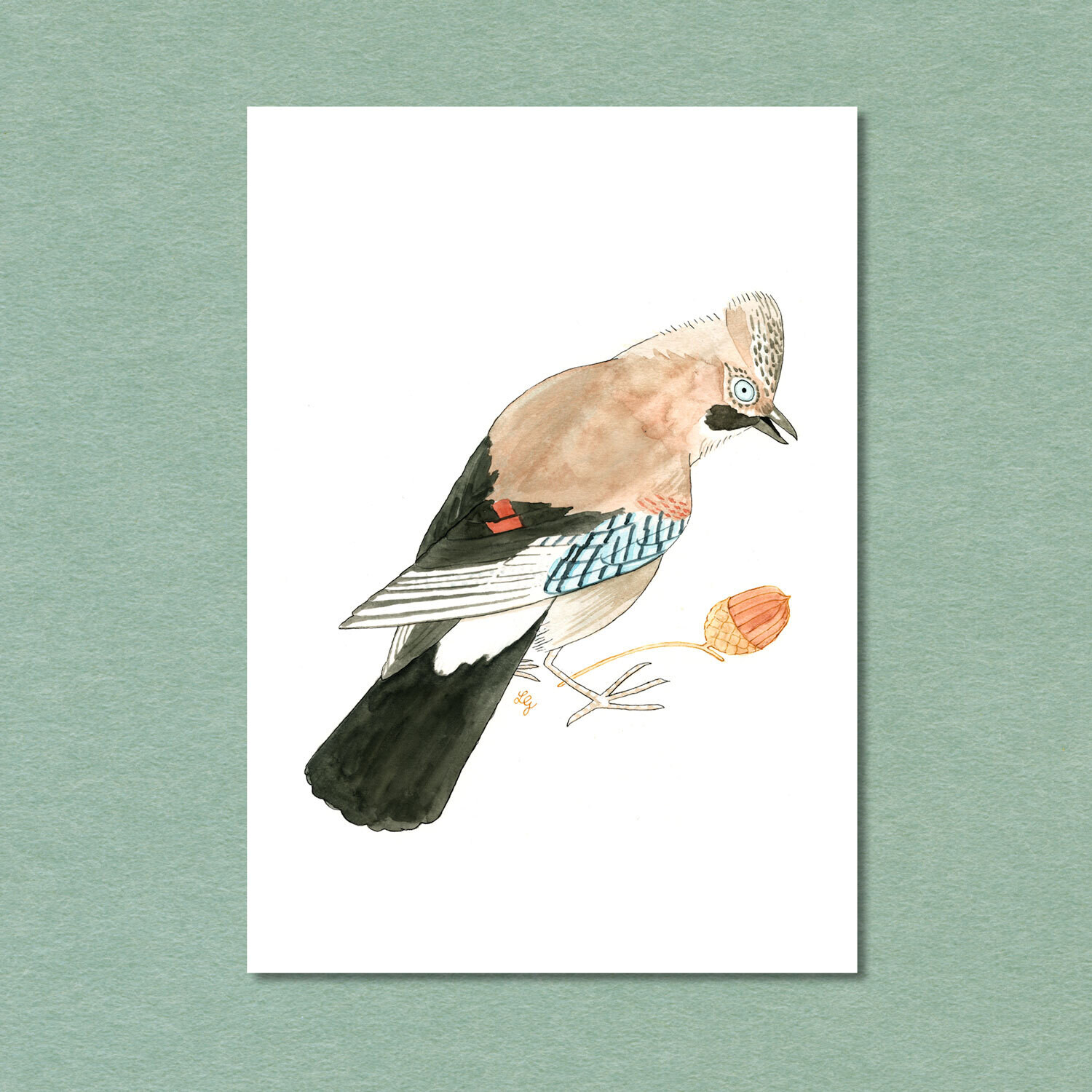 Eurasian Jay Songbird Postcard