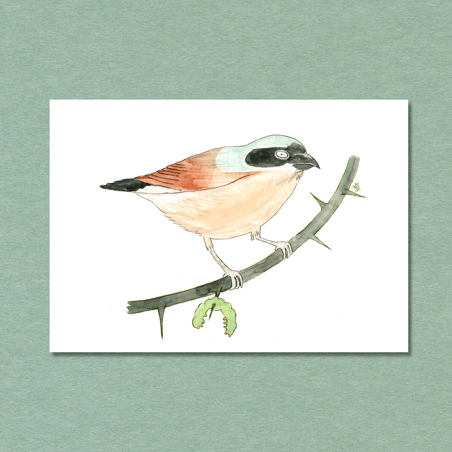 Red-backed Shrike Songbird Postcard