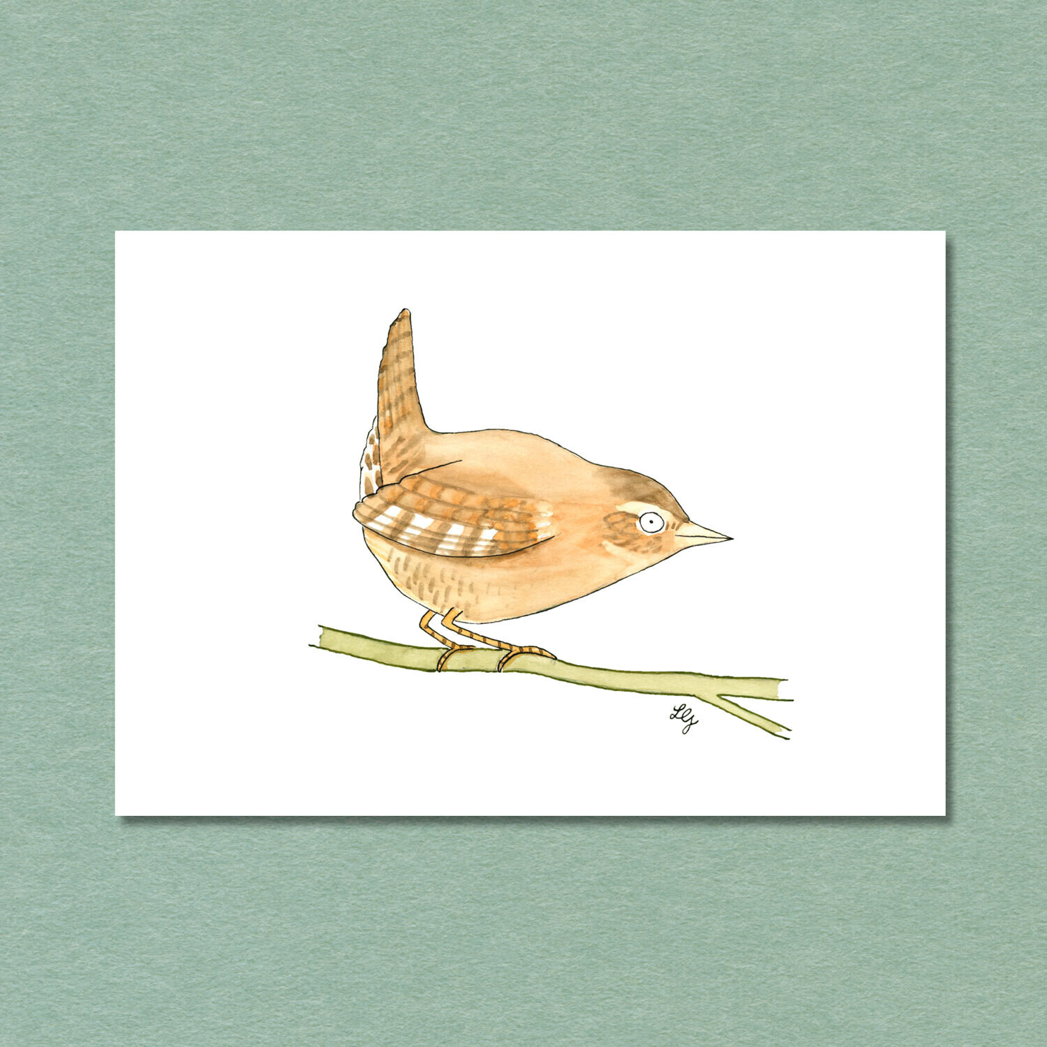 Eurasian Wren Songbird Postcard