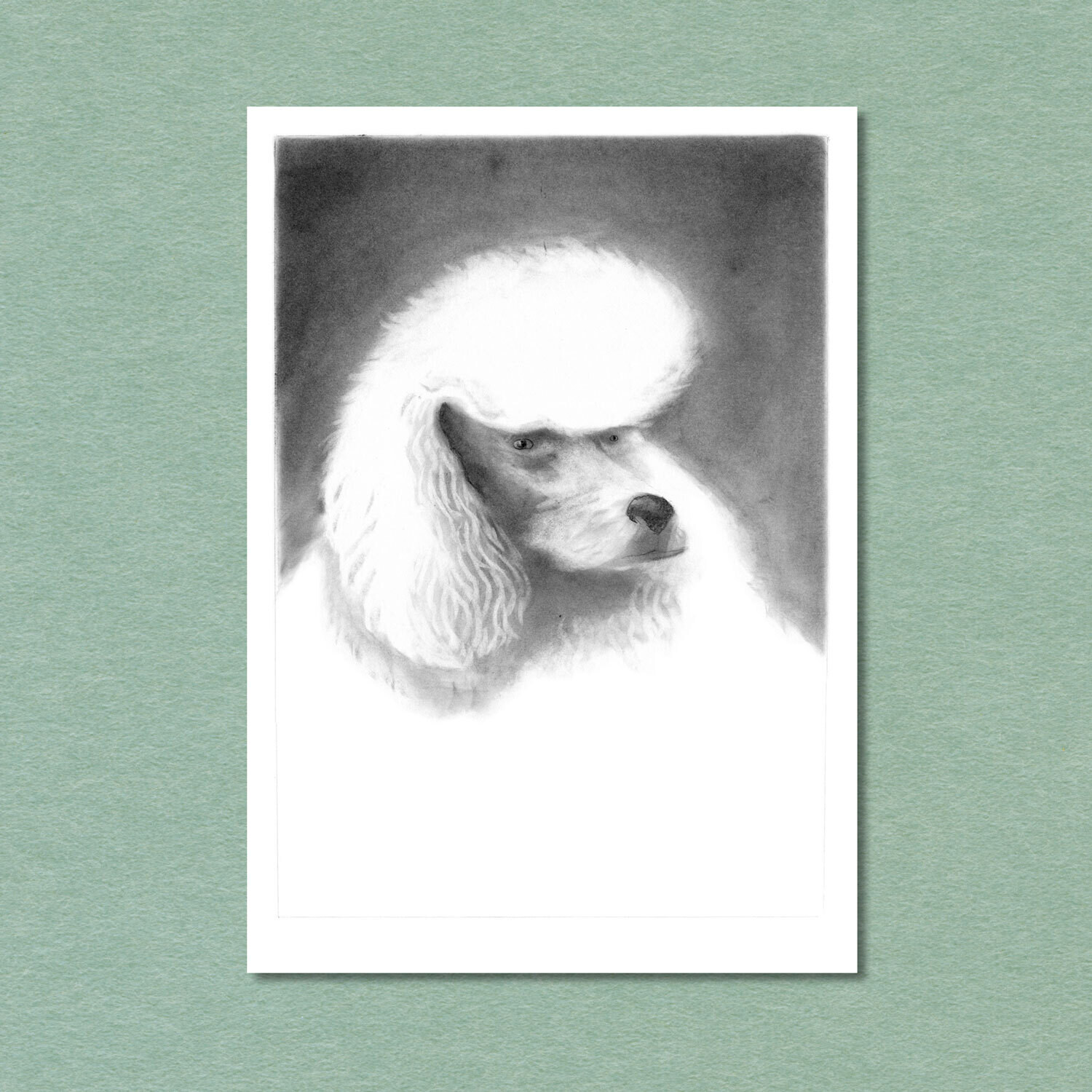 White Poodle Postcard