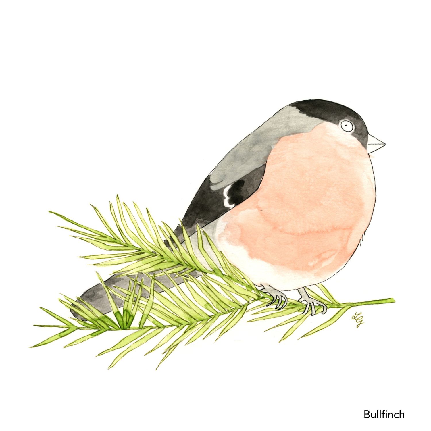 Songbird Postcard Set No.1