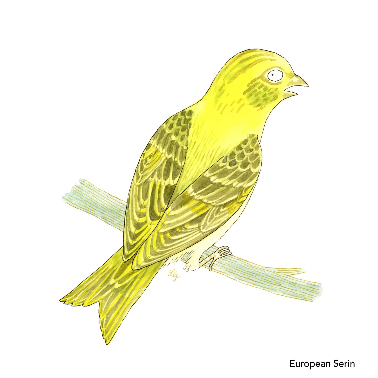 Songbird Postcard Set No.1