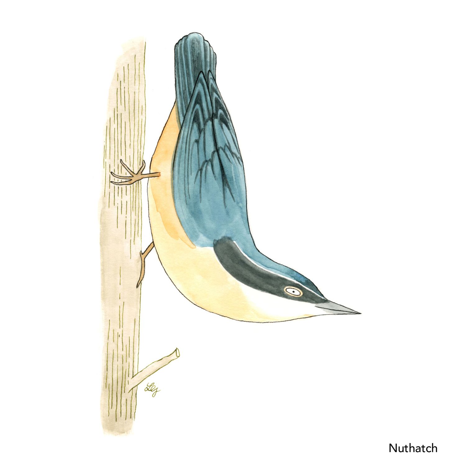 Songbird Postcard Set No.2