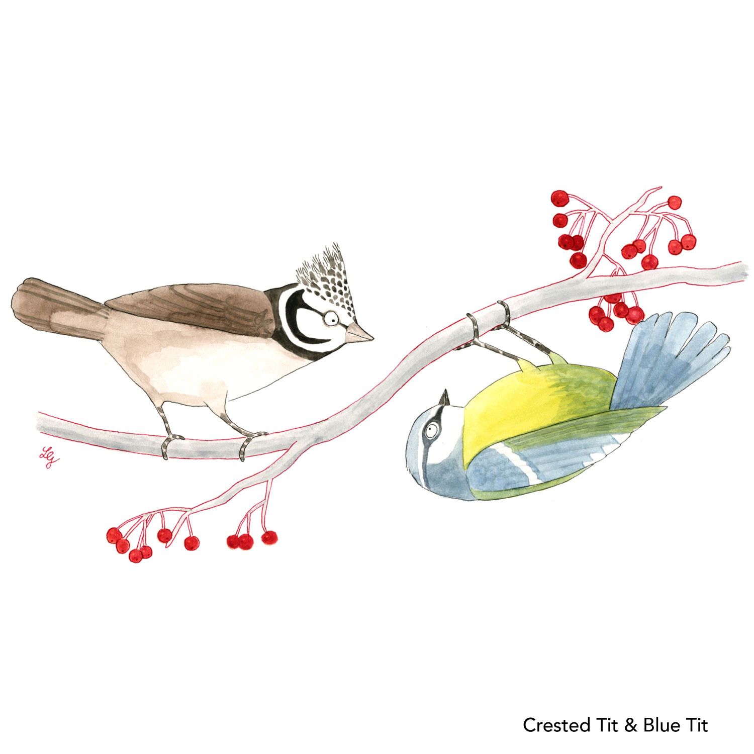 Songbird Postcard Set No.2