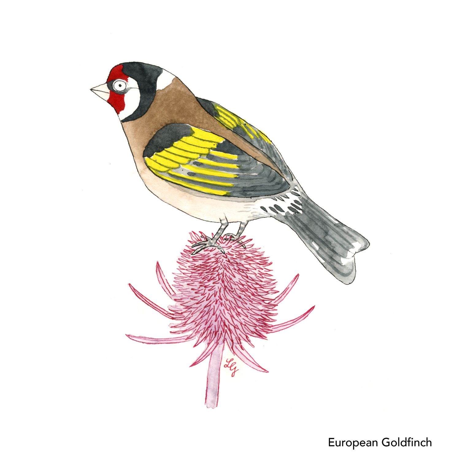 Songbird Postcard Set No.1