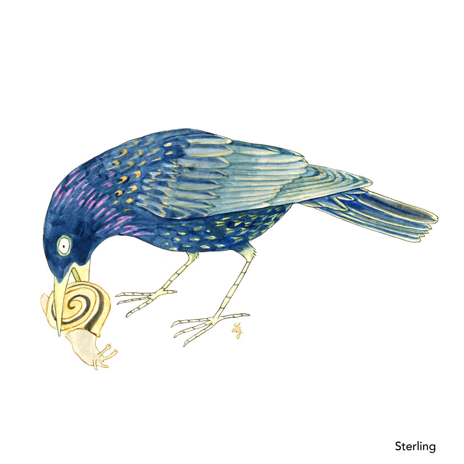 Songbird Postcard Set No.1