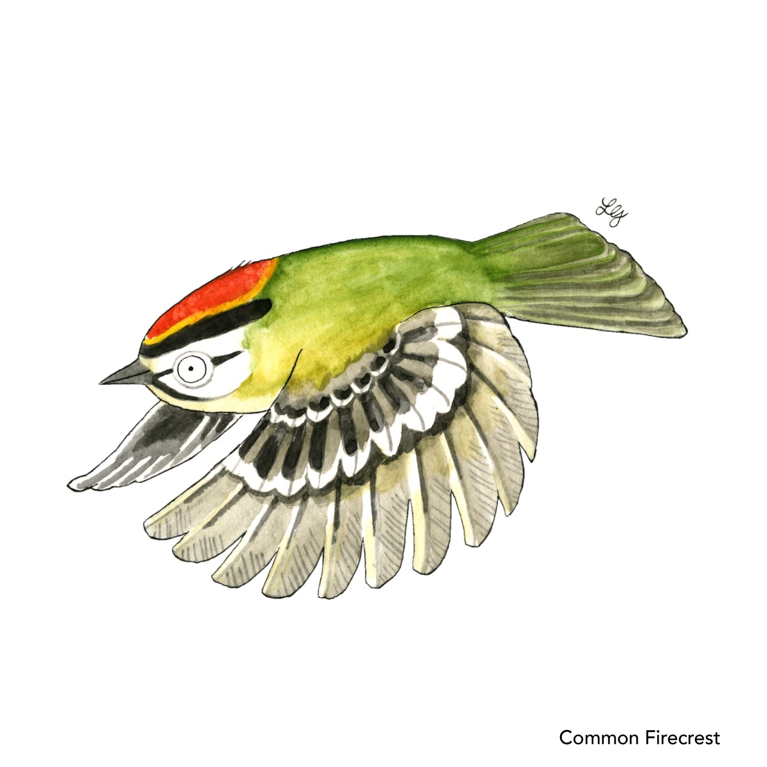 Songbird Postcard Set No.2