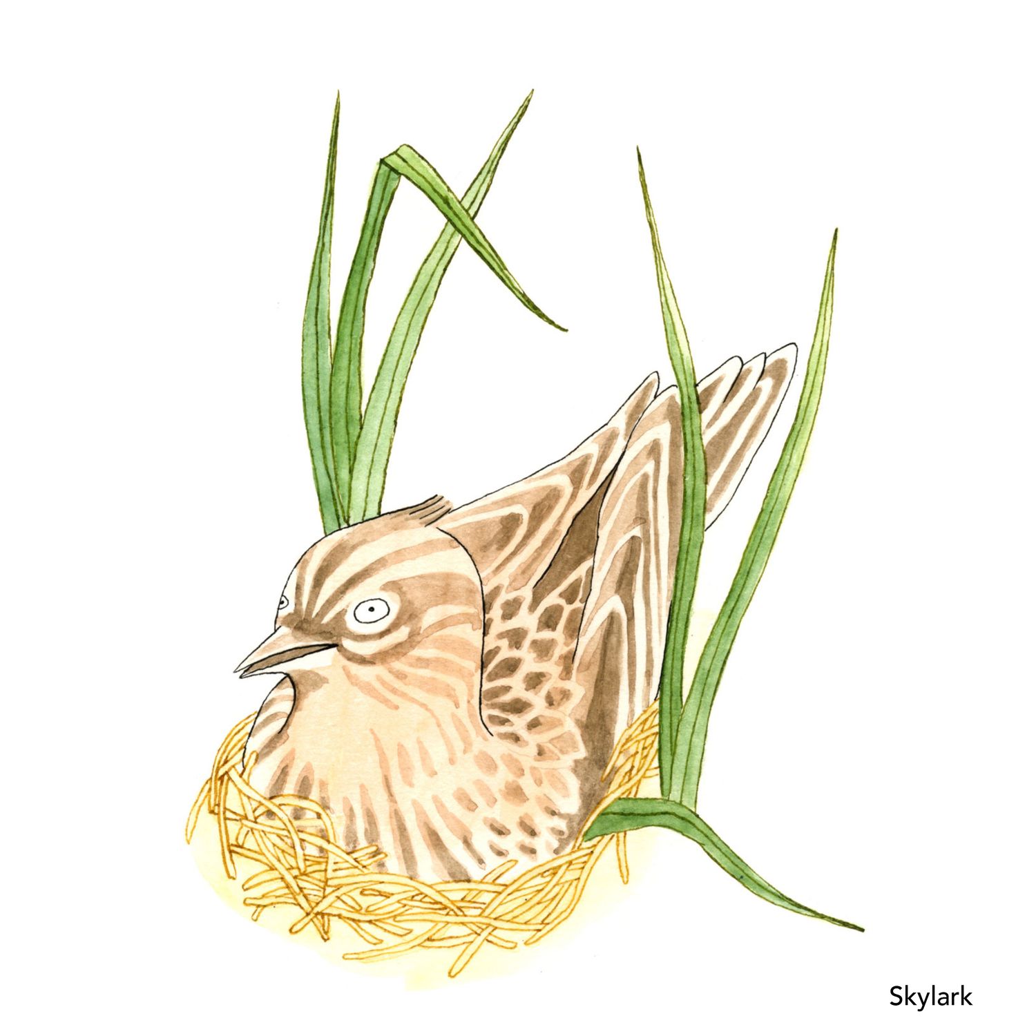Songbird Postcard Set No.2
