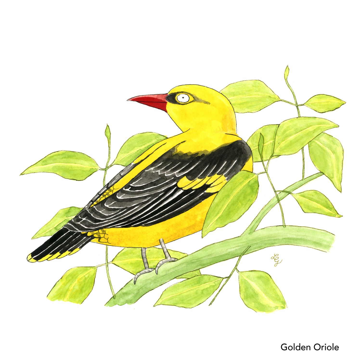 Songbird Postcard Set No.3