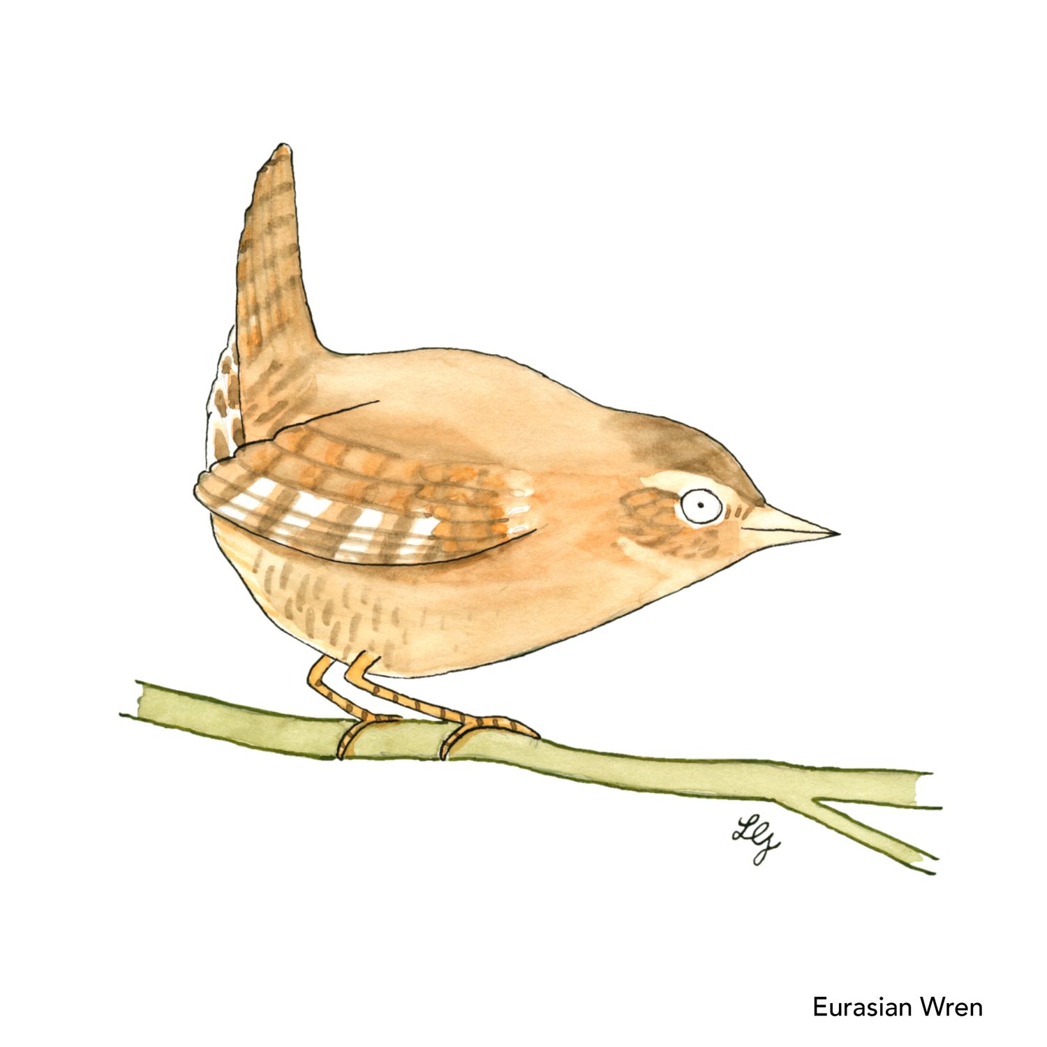 Songbird Postcard Set No.3