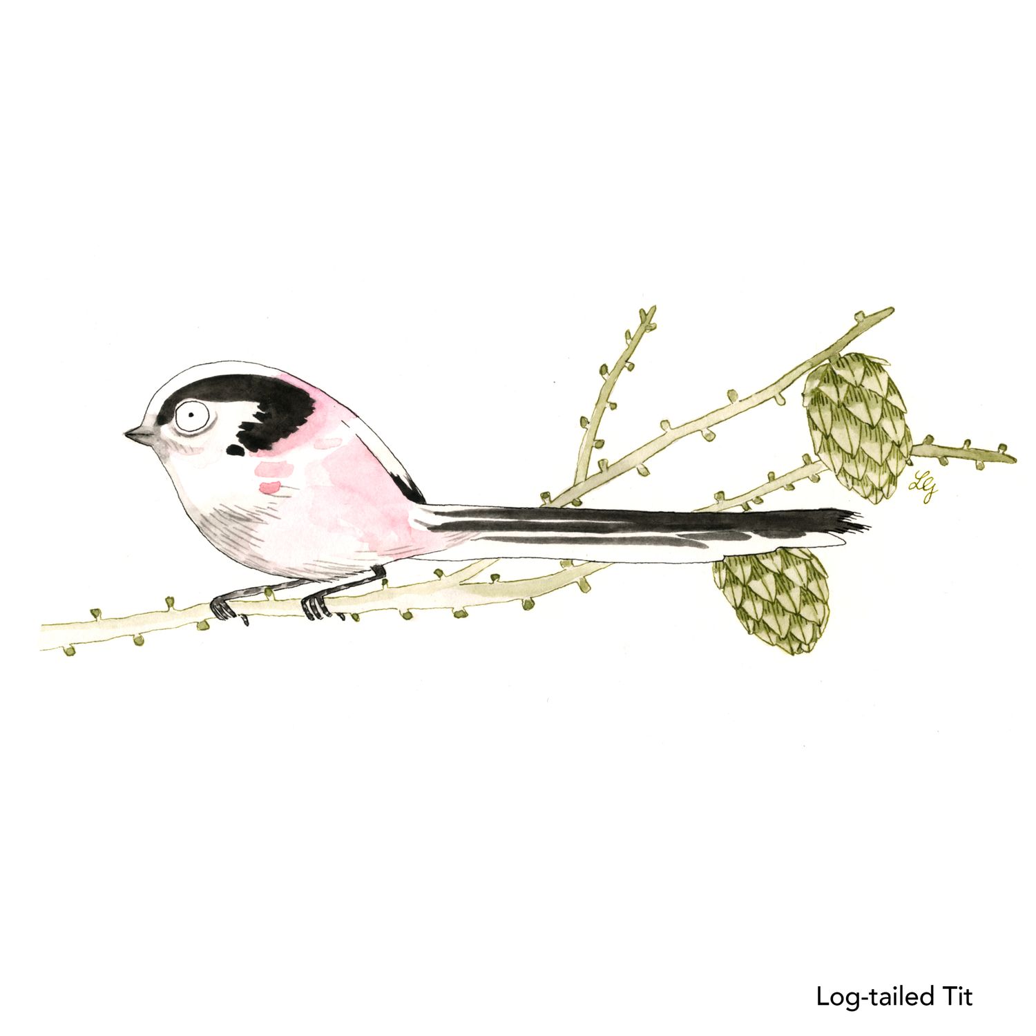 Songbird Postcard Set No.4