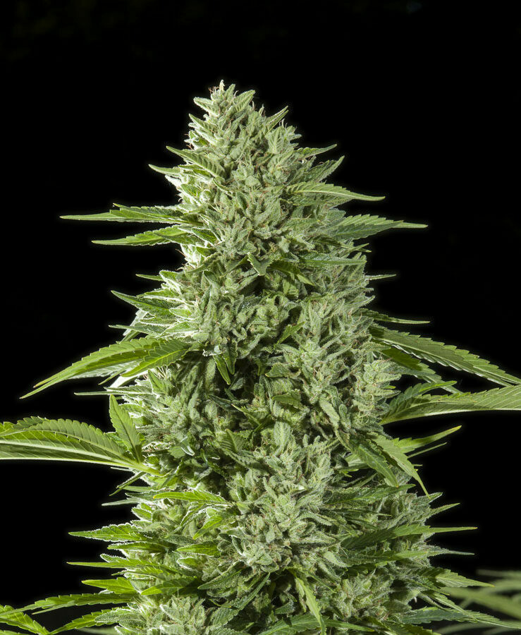 Gorilla Glue