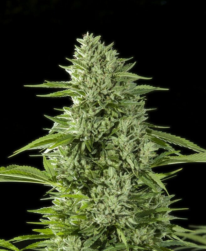 Gorilla Glue