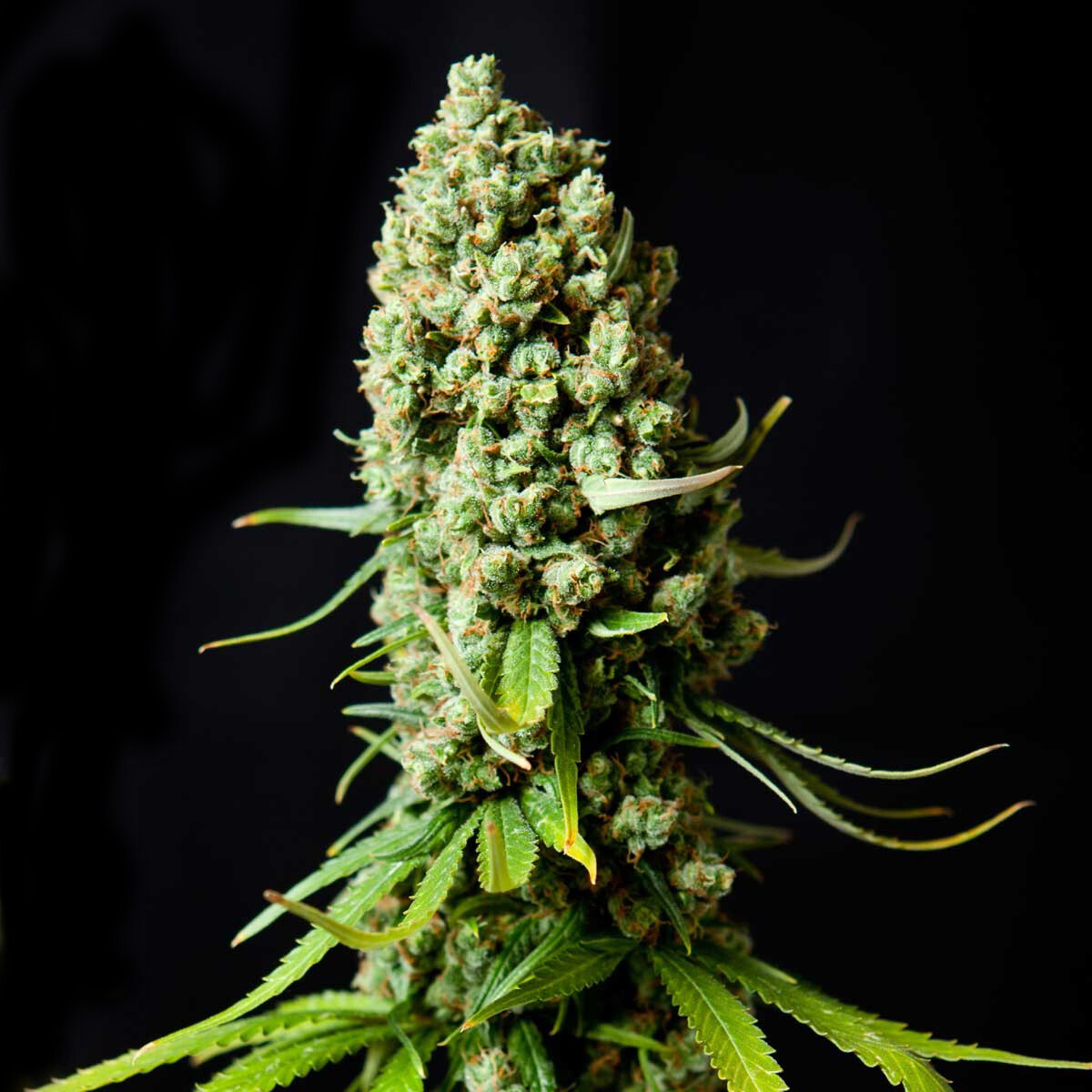 Skunk