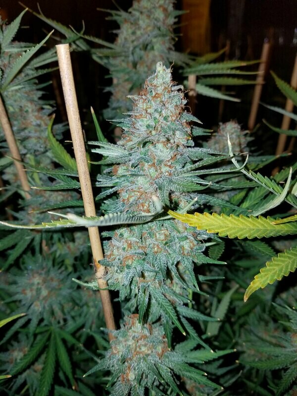 Epstein Didn&#39;t Kill Himself Kush