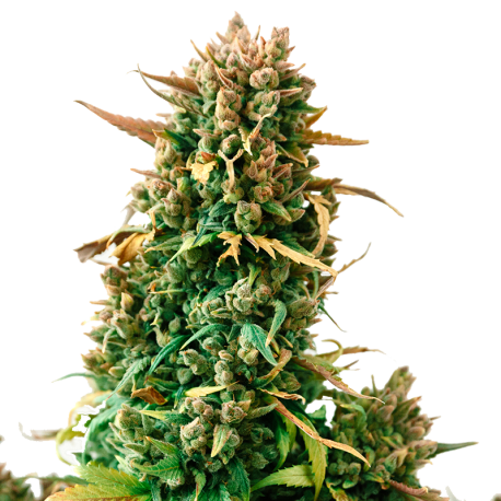 Zkittelz