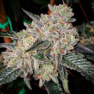 Zkittelz Autoflower