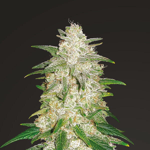 Gelato