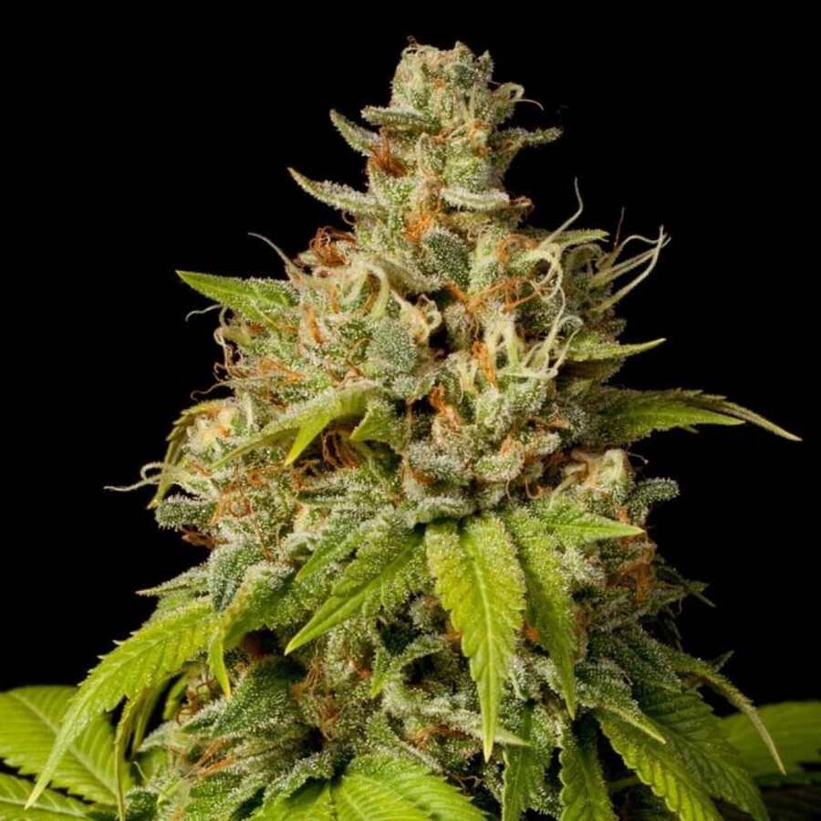 Durban Poison