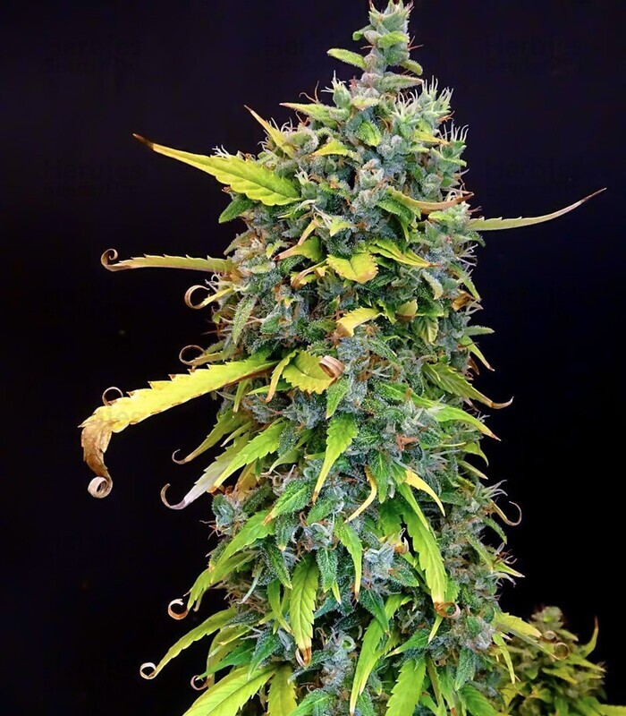 Gorilla Glue Autoflower