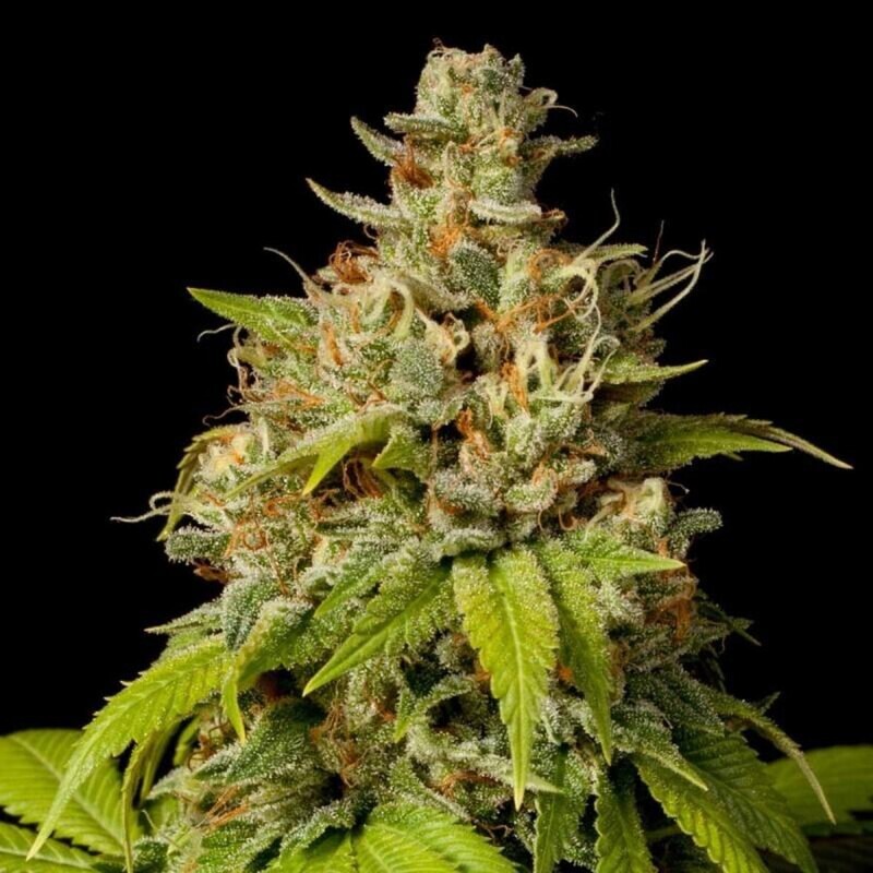Durban Poison