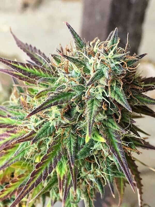 Girl Scout Cookies