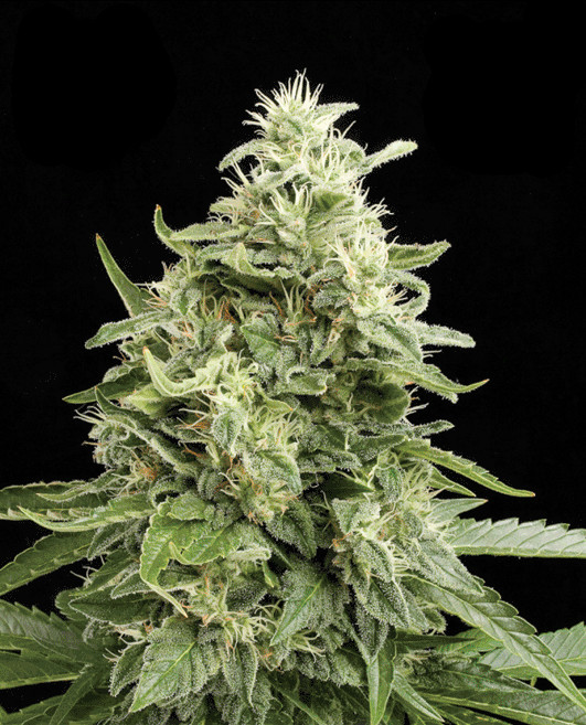 Amnesia Autoflower