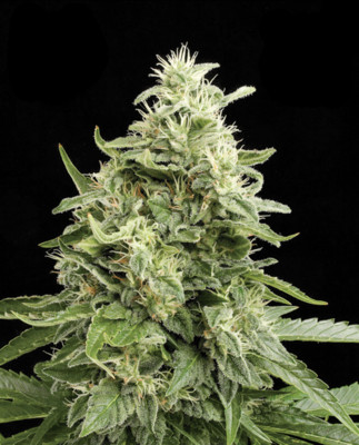 Amnesia Autoflower
