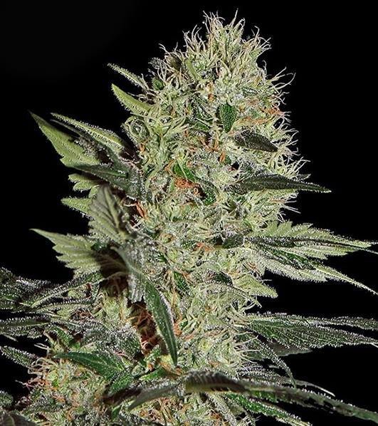 Bubblegum Kush