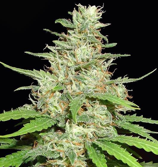 Northern Lights
