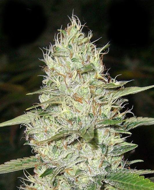 Super Silver Haze