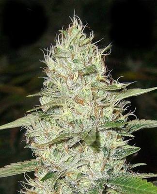Super Silver Haze