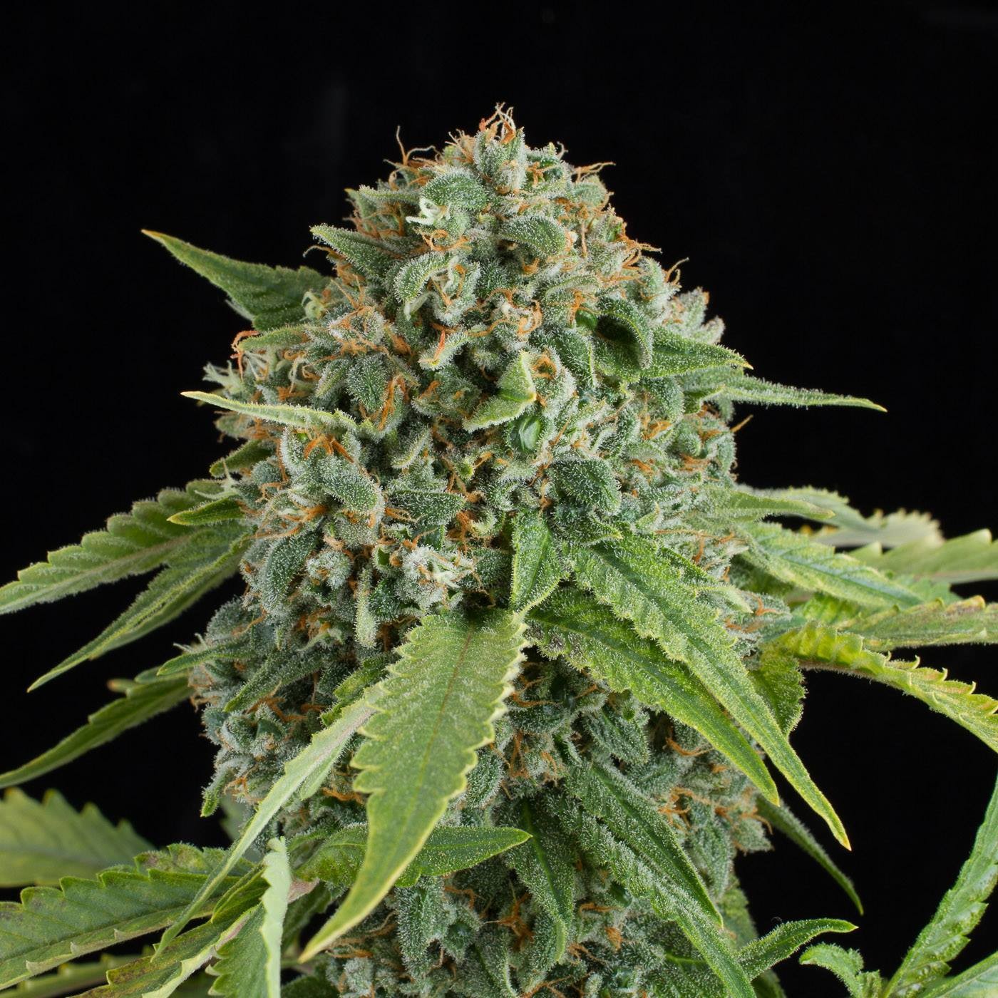 White Widow Autoflower