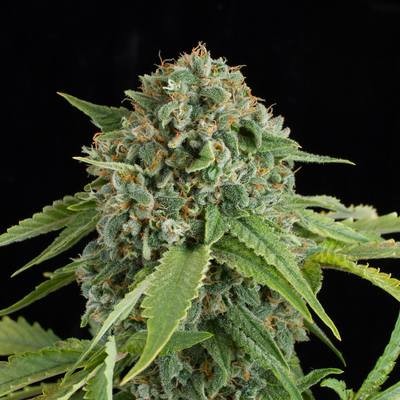 White Widow Autoflower