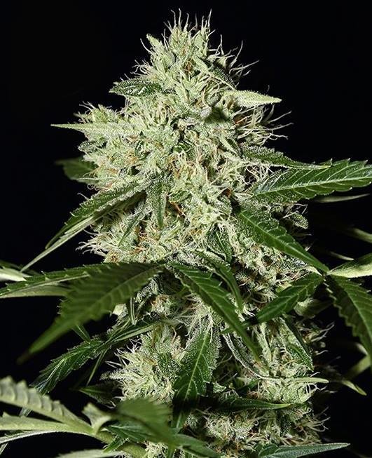 OG Kush Autoflower