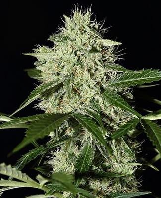 OG Kush Autoflower