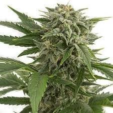 Bubblegum Autoflower