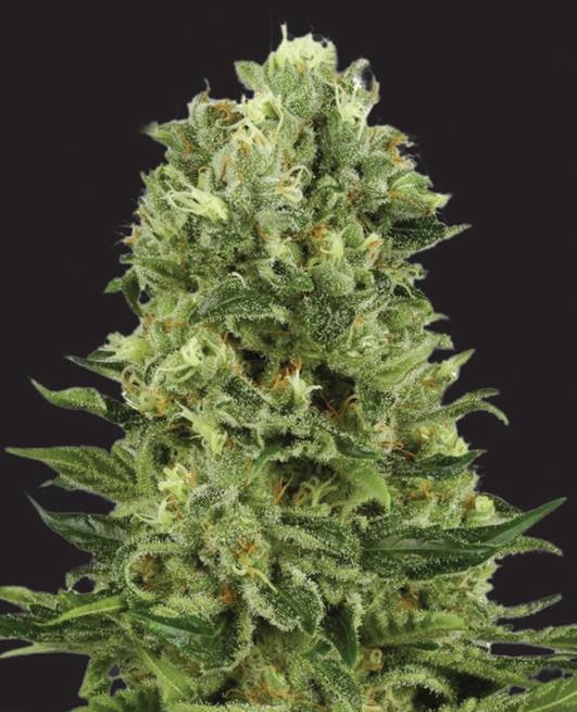 Cookie Kush