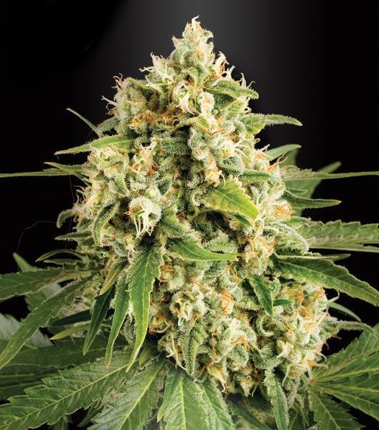 Kandy Kush