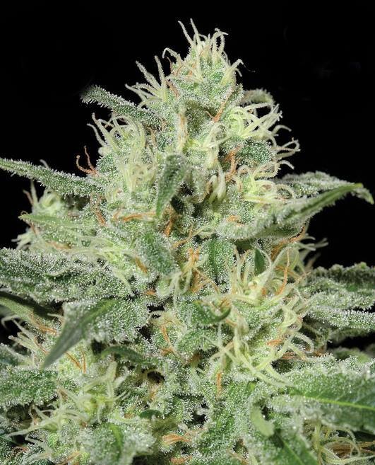 Bubba Kush