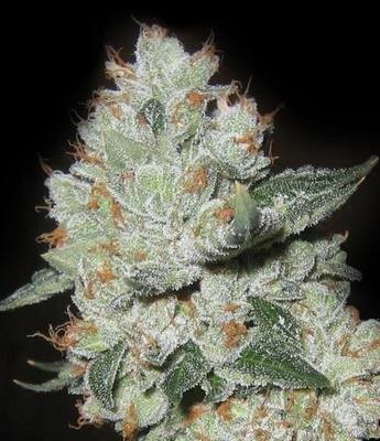 OG Kush