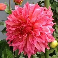 Cafe au Lait Rose