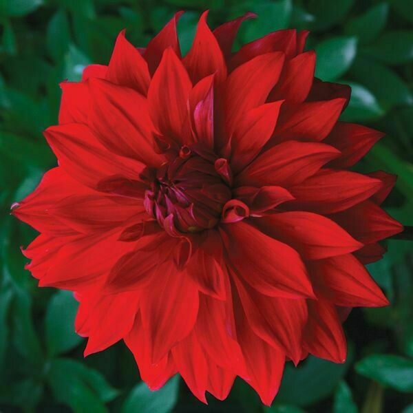 Babylon Red