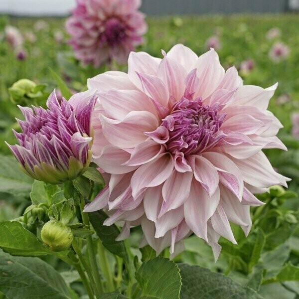Cafe au Lait Royal