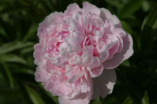 10 Sarah Bernhardt