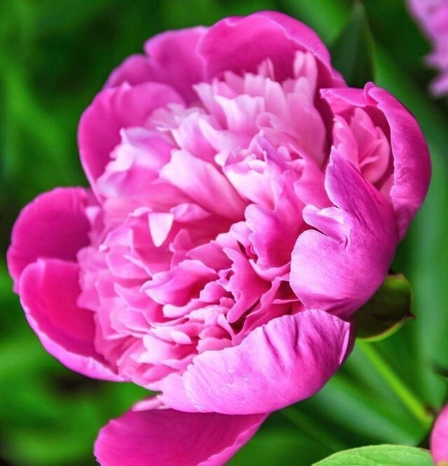10 Edulis Superba
