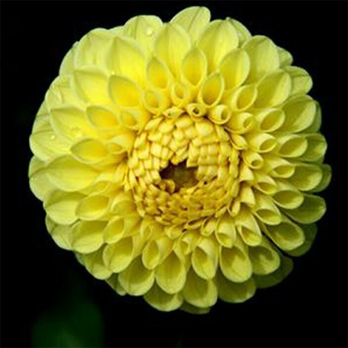 Golden Torch
