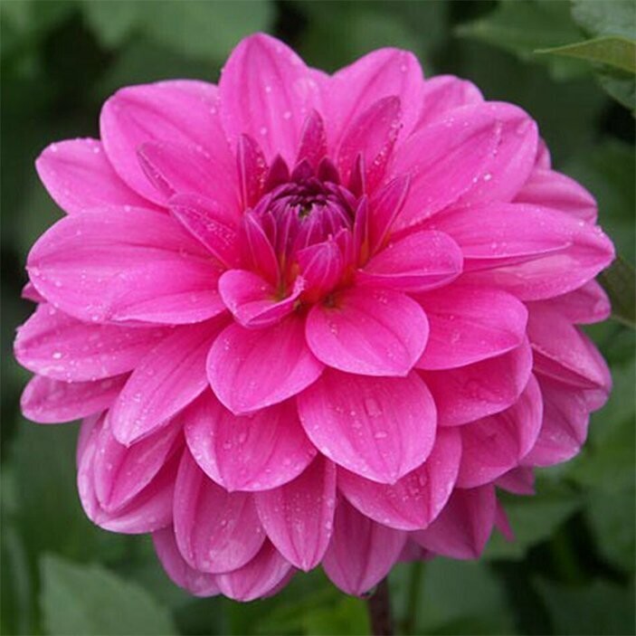 Pink Onesta